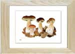 Ceps, Boletus edulis, print from watercolour painting by Peter Thwaites