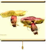 Boletus queletii,  roller blind printed from watercolour painting by Peter Thwaites
