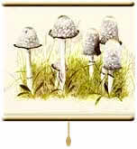 Shaggy Inkcaps,  roller blind printed from watercolour painting by Peter Thwaites