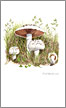 mushroom greeting card from watercolour painting by  Peter Thwaites