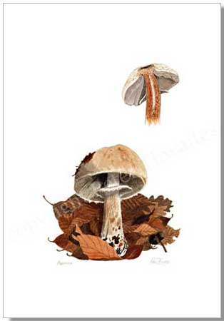 Agaricus mushroom, print from watercolour painting by Peter Thwaites