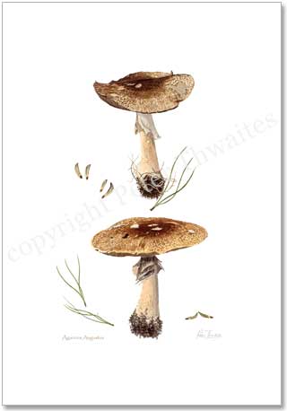 Agaricus augustus, poster print from watercolour painting by Peter Thwaites