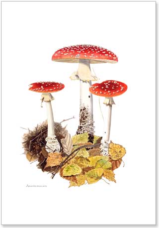Amanita muscaria, Fly Agaric, print from watercolour painting by Peter Thwaites