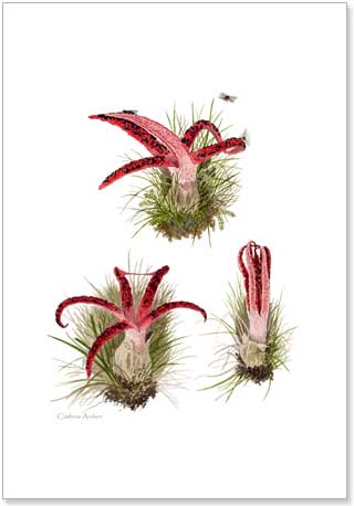 Clathrus Archeri, Devil's Fingers, printed from watercolour painting by Peter Thwaites