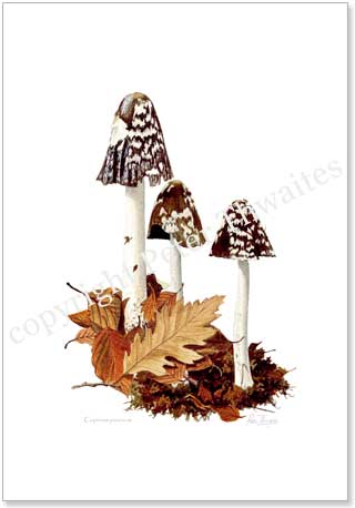 Coprinus Picaceus, Magpie inkcaps, mushroom poster print from watercolour painting by Peter Thwaites
