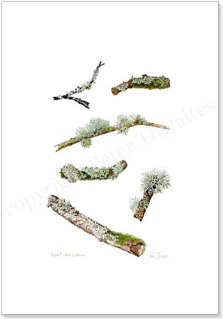 Lichens, printed from watercolour paintings by Peter Thwaites