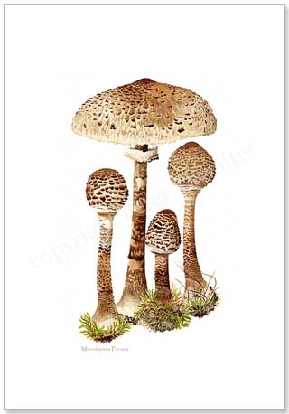 Macrolepiota Procera, parasol mushrooms, printed from watercolour paintings by Peter Thwaites