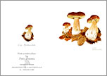 mushroom greeting card from watercolour painting