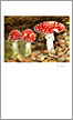 Fly agaric card from painting by Peter Thwaites