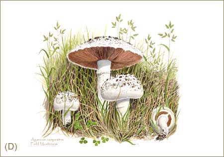 Field mushrooms, fine art print from watercolour painting by Peter Thwaites