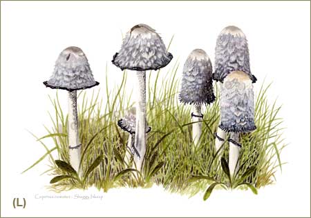 Mature inkcaps, print from watercolour painting by Peter Thwaites