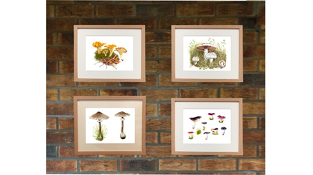 Framed mushroom prints on brick wall
