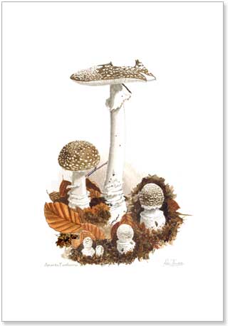 Amanita pantherina, Panther Cap, print from watercolour painting by Peter Thwaites