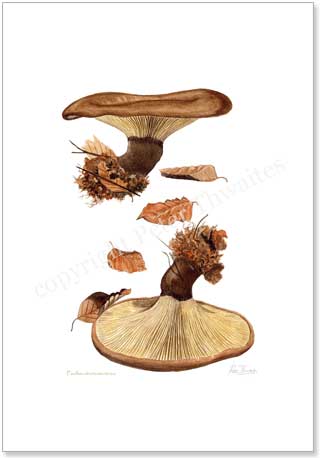 Paxillus atrotomentosa, printed from a watercolour painting by Peter Thwaites
