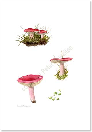 Russula,printed from watercolour painting by Peter Thwaites