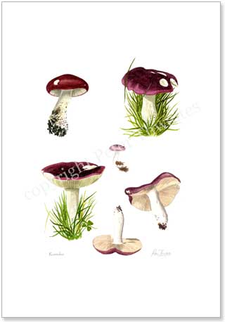 Russulae poster print from painting by Peter Thwaites